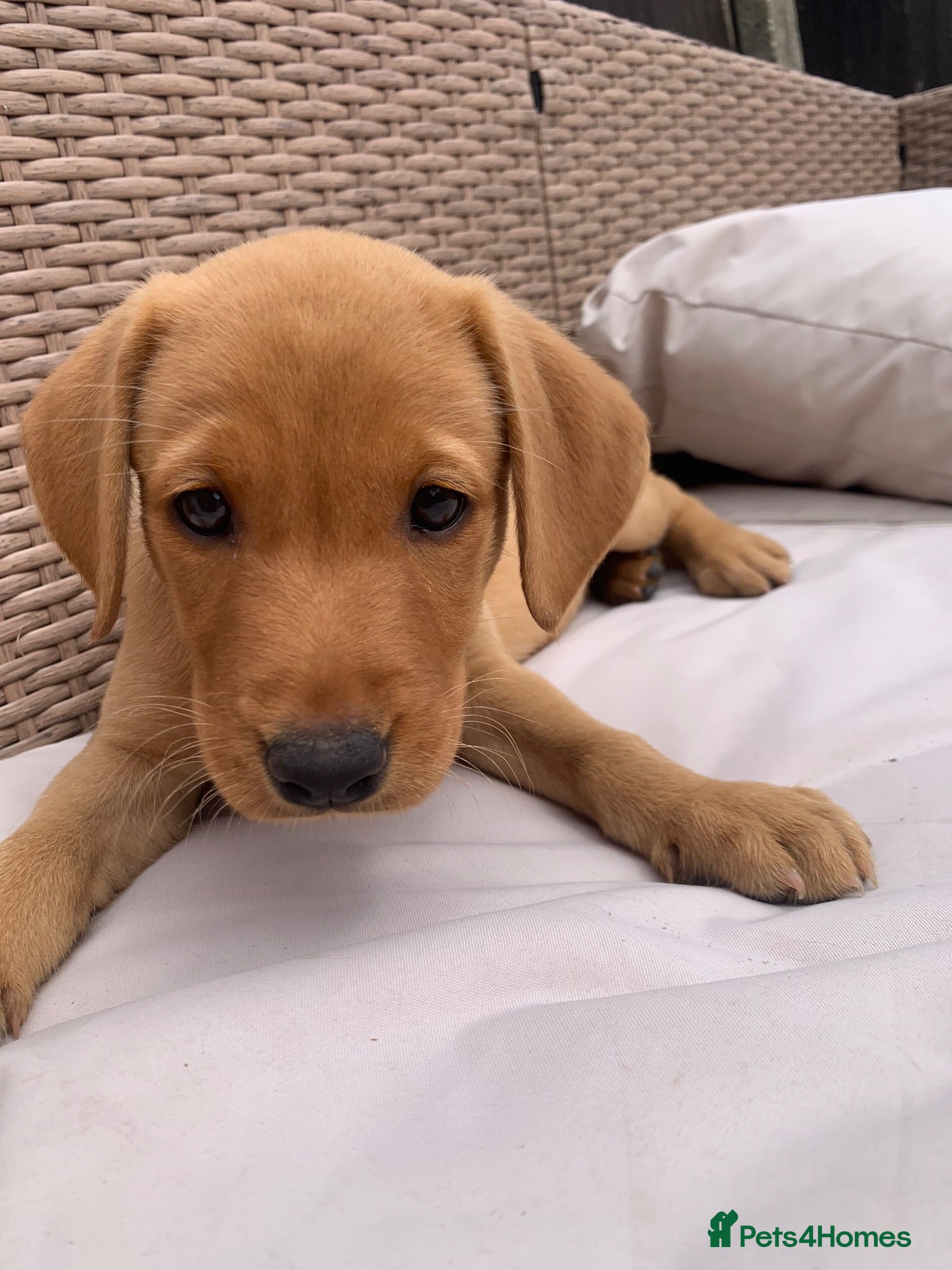 Labrador Retriever dogs  Ready now 🐾KC Labrador puppies   - Advert 7