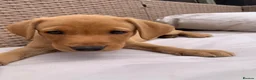 Labrador Retriever dogs for sale:  KC Labrador puppies   - Advert 8