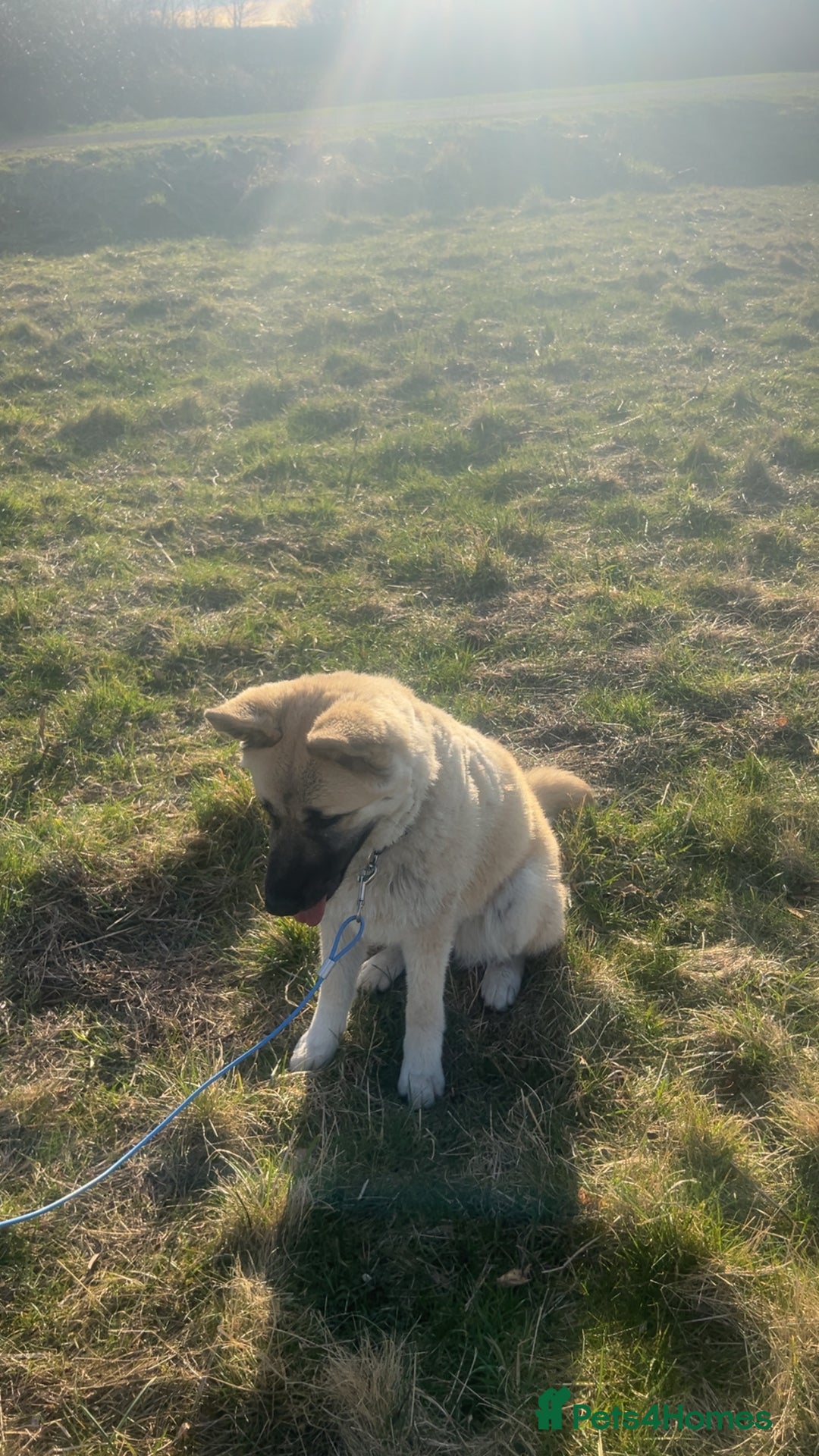 Akita dogs for sale: Akita puppies  - Advert 18