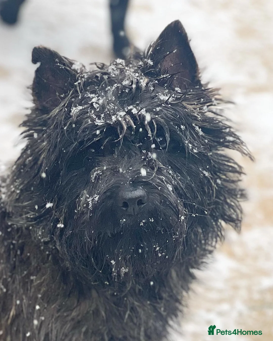 Cairn Terrier dogs for stud: Quality Health Tested & proven stud - Advert 3