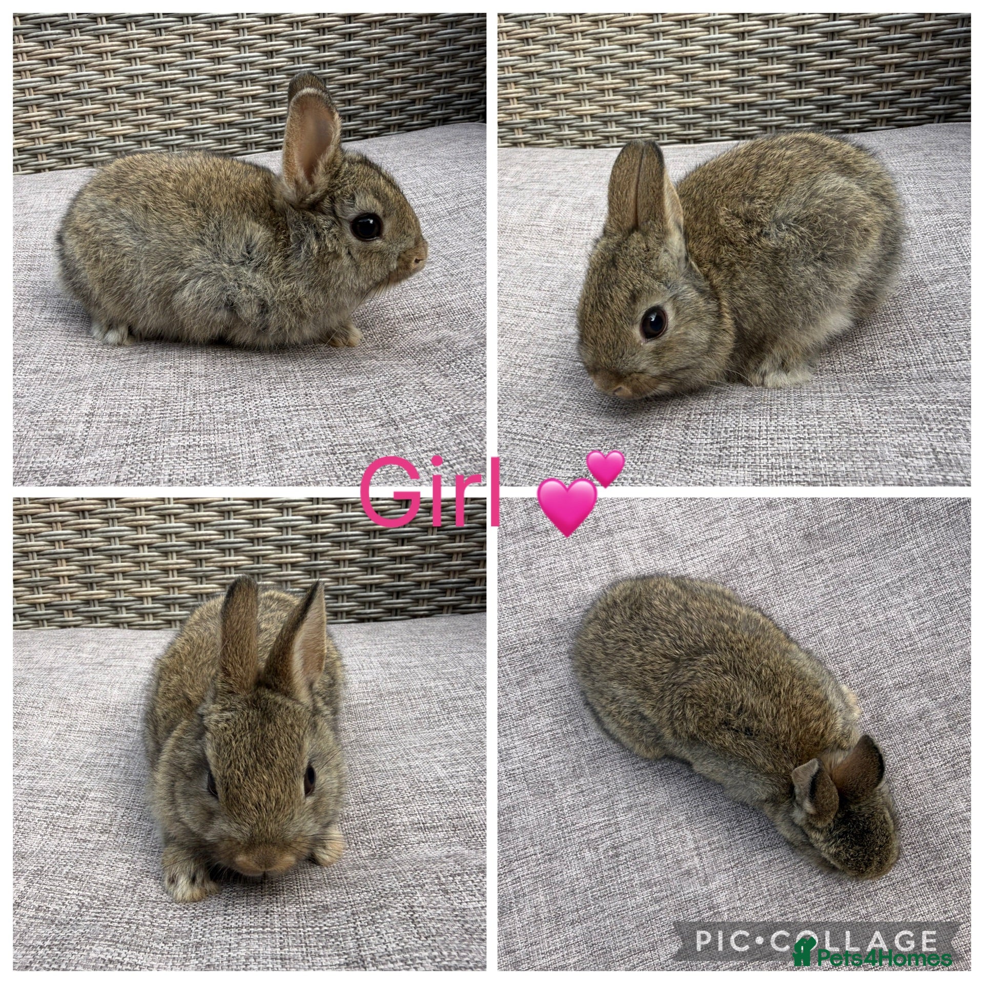 Netherland Dwarf rabbits 1 male, 2 female purebred Netherland Dwarf’s - Advert 2