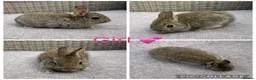 Netherland Dwarf rabbits for sale: 1 male, 2 female purebred Netherland Dwarf’s - Advert 2