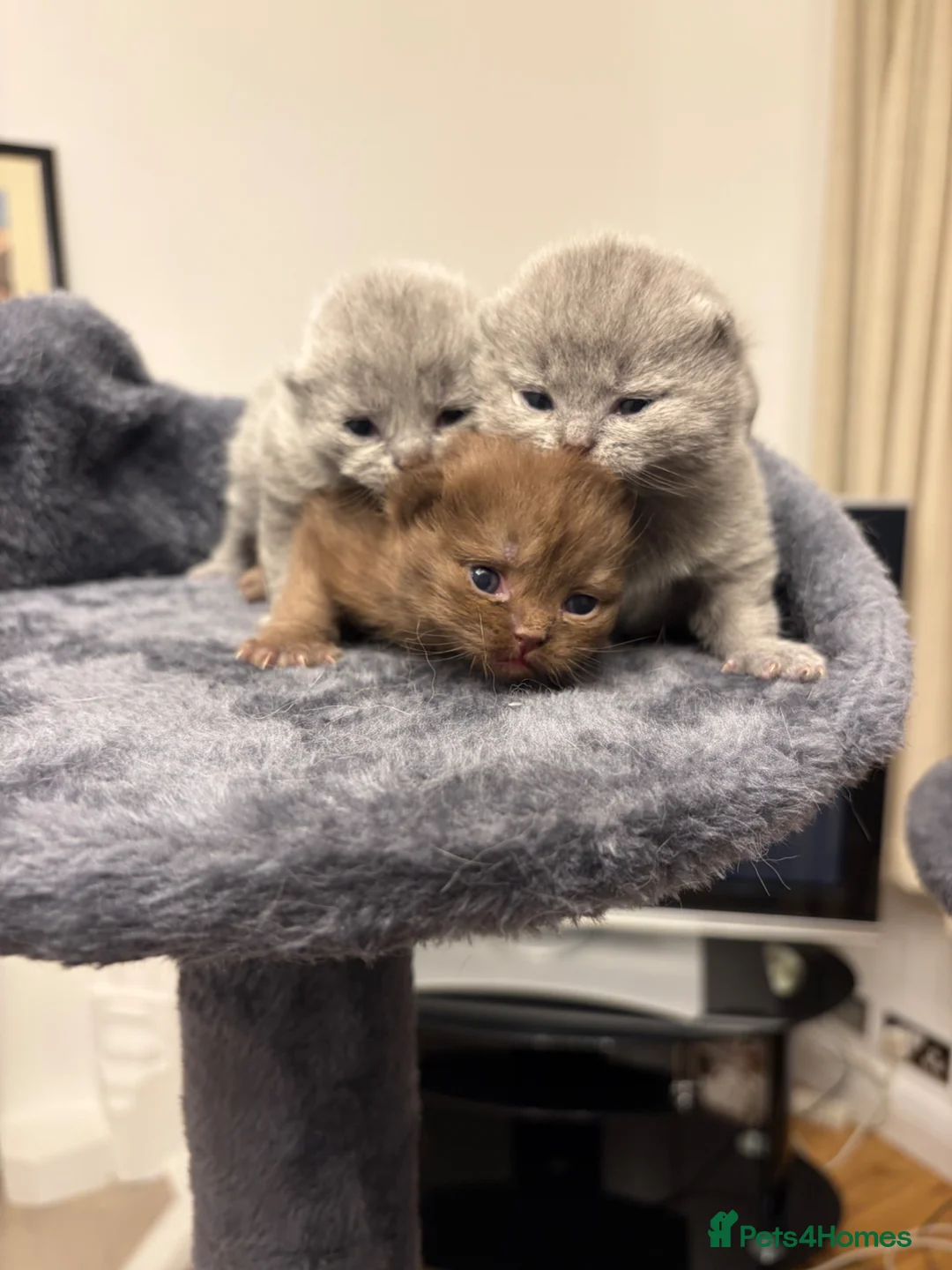 British Shorthair cats for sale: Top Quality Pure Pedigree British Shorthair - Advert 2