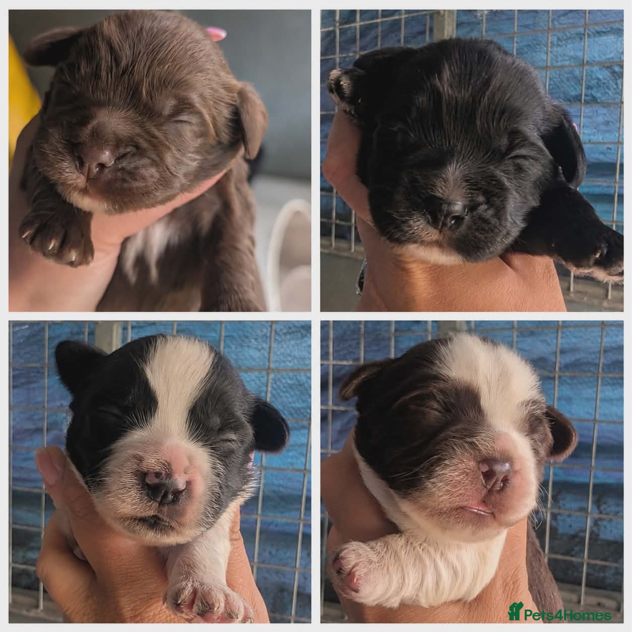 Mixed Breed dogs Cock-a-tzu  - Advert 17