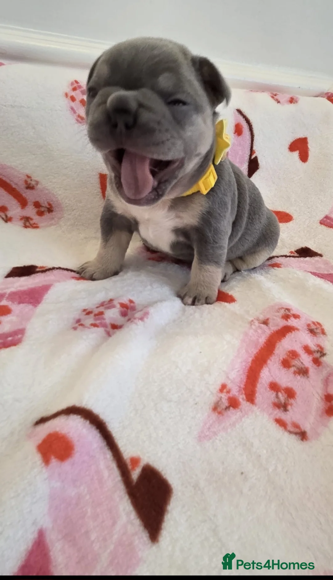 French Bulldog dogs for sale: Beautiful Frenchie puppies - Advert 12