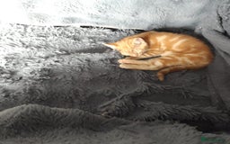 Mixed Breed cats for sale: Beautiful kittens for sale - Image 3