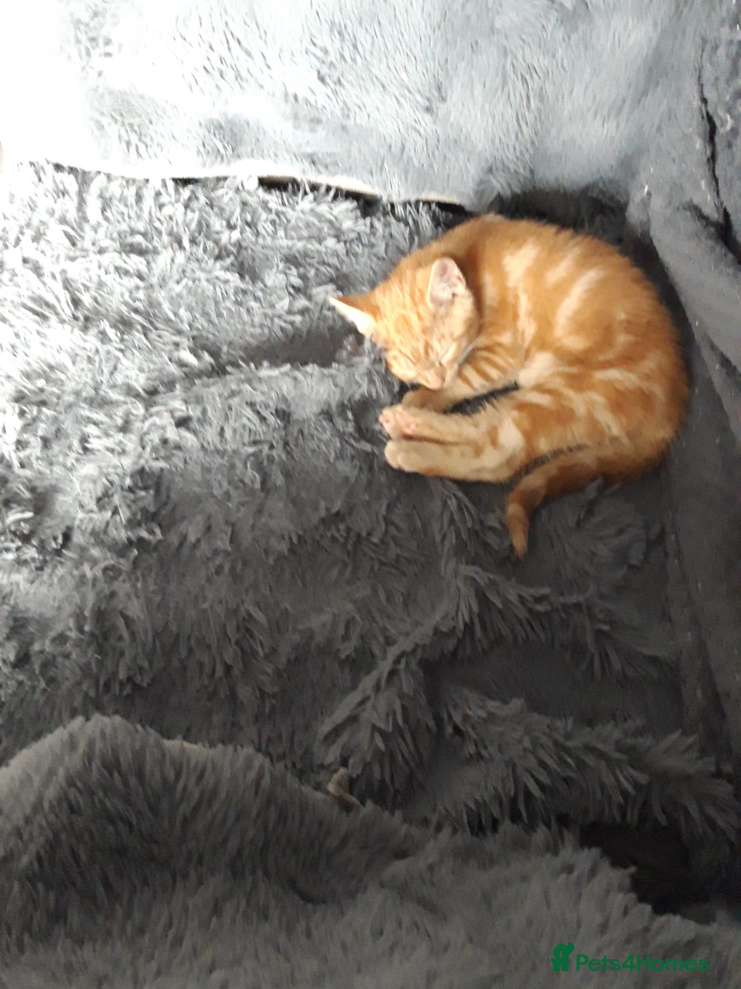 Mixed Breed cats for sale: Beautiful kittens for sale - Image 3