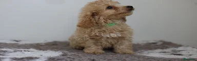 Cavapoo Puppy 3