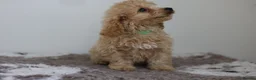 Cavapoo dogs for sale: Cavapoo Puppies  - Advert 17