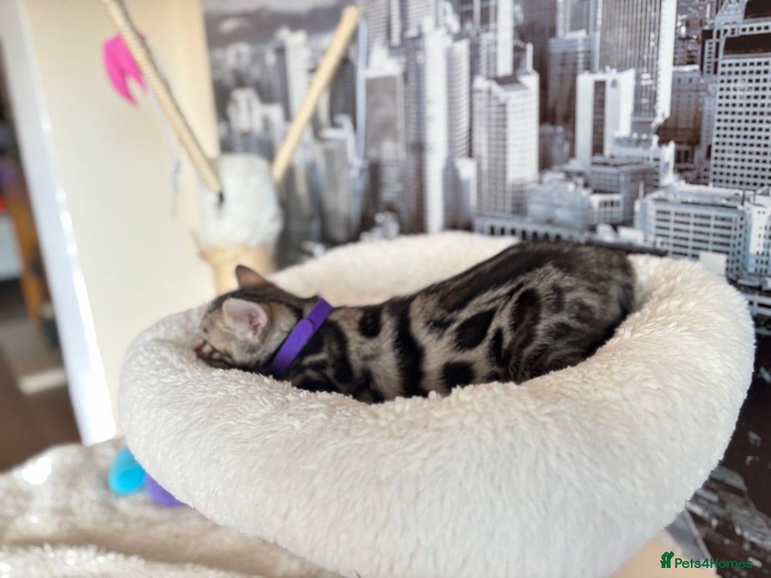 Bengal cats for sale: 🐆Beautiful Purebred Bengal Kitten  🐾 - Advert 13