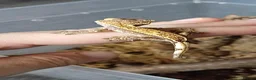 Gecko reptiles for sale: Baby Crested Geckos!! - Advert 7