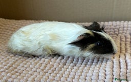 Guinea Pig rodents for sale: Young Guinea pigs  - Image 11