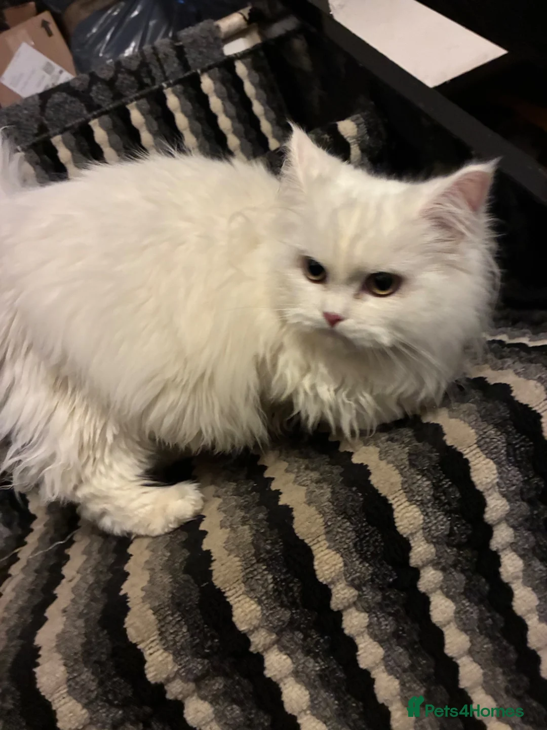 Perdoll cats for sale: Kittens to reserve - Advert 12