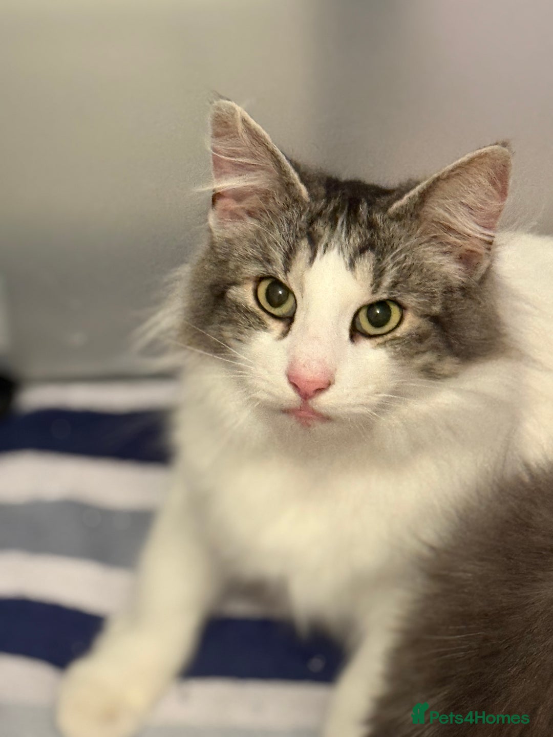 Norwegian Forest Cat cats for sale: SANNVENN Norwegian Forest Cats - Image 18