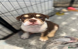 English Bulldog dogs for sale: One Beautiful Cuddly Girl Left 🏠💗 - Image 19