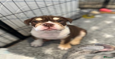English Bulldog dogs - Advert 7