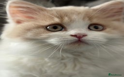 British Longhair cats for sale: Ready now . British longhair boy  - Image 4