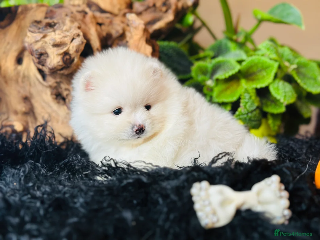 Pomeranian dogs for sale: Last KC pomeranian BOY ready to leave now !  - Advert 11