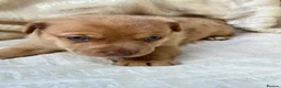Mixed Breed dogs for sale: Stunning Jack Russell Pupps Merle, Chocolate & Red - Advert 20
