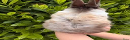 Netherland Dwarf rabbits for sale: PUREBRED NETHERLAND DWARF - Advert 5