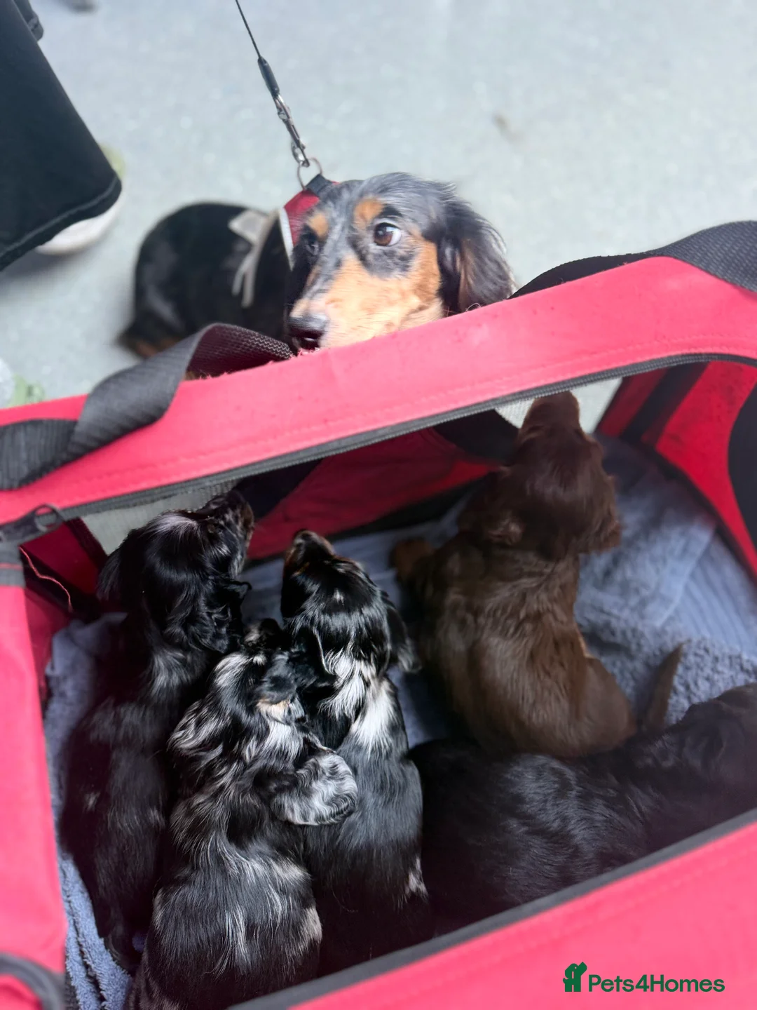 Miniature Dachshund dogs for sale: Mini long hair dachshunds  - Advert 24