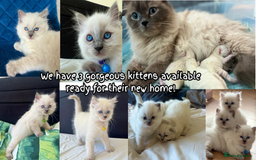 Ragdoll cats for sale: 🐾Adorable Blue Point Ragdoll Kittens ready soon🐾 - Image 2