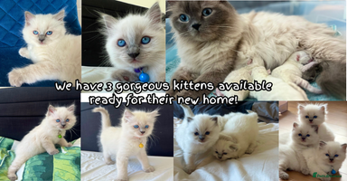 Ragdoll cats - Advert 14