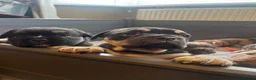 Olde English Bulldogge dogs for sale: Champion Sired Health Tested OEB puppies - Advert 21