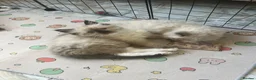 Ragdoll cats for sale:  Gccf ragdoll’s  😍 UPDATED PICS - Advert 6