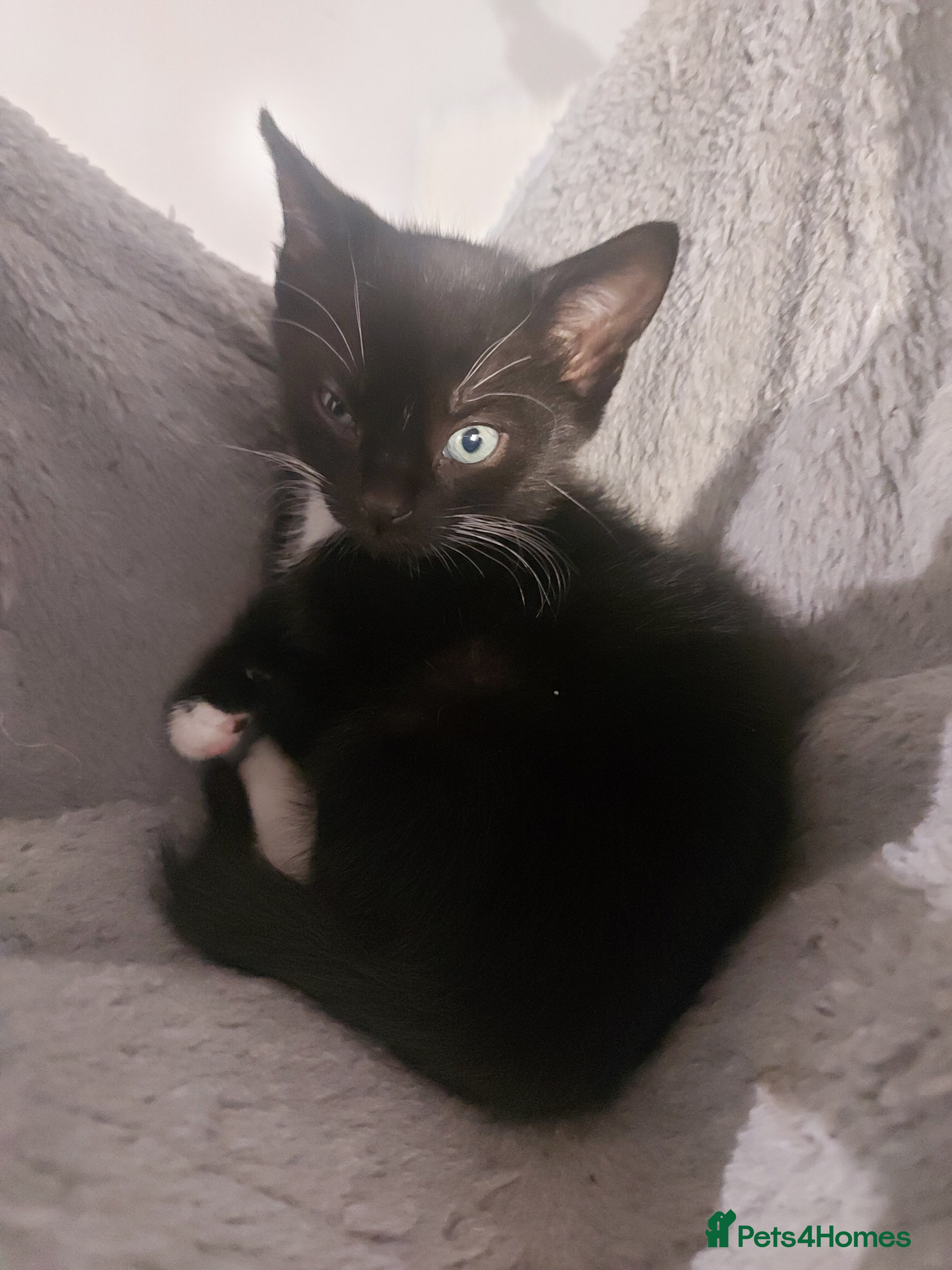Mixed Breed cats Adorable Kittens for Sale! - Advert 2