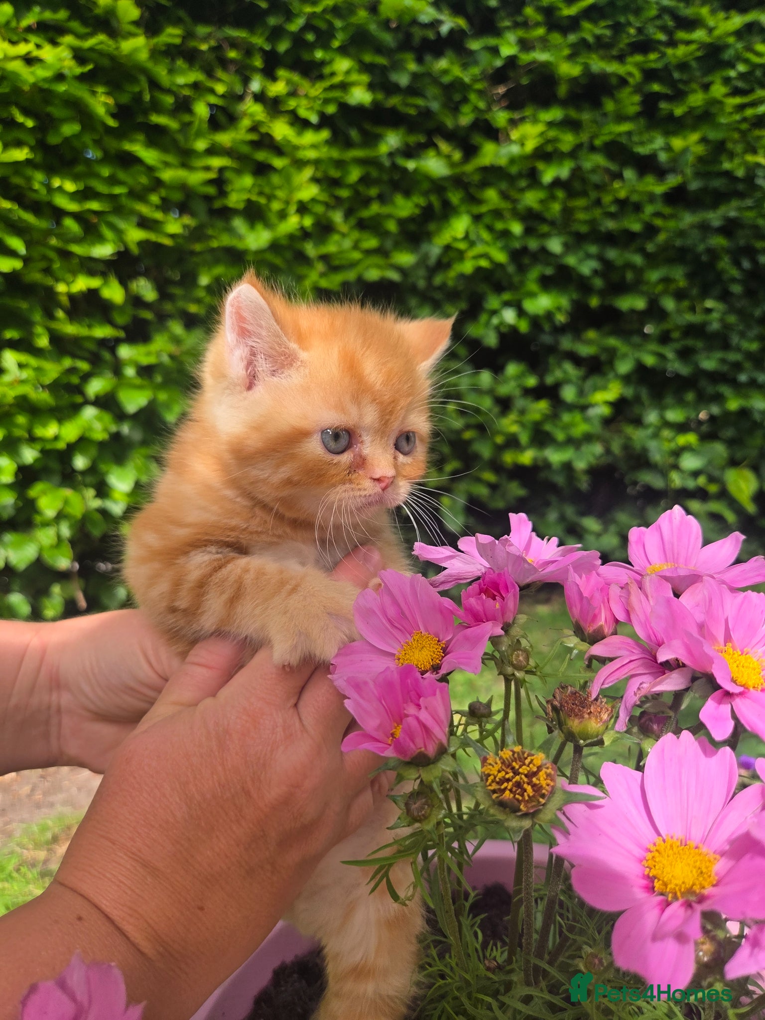 Persian cats for sale: Persian Cross tabby kittens for sale  in Warminster - Advert 31