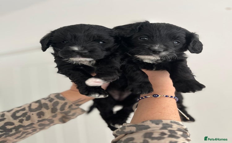 Cavapoo dogs - Advert 6
