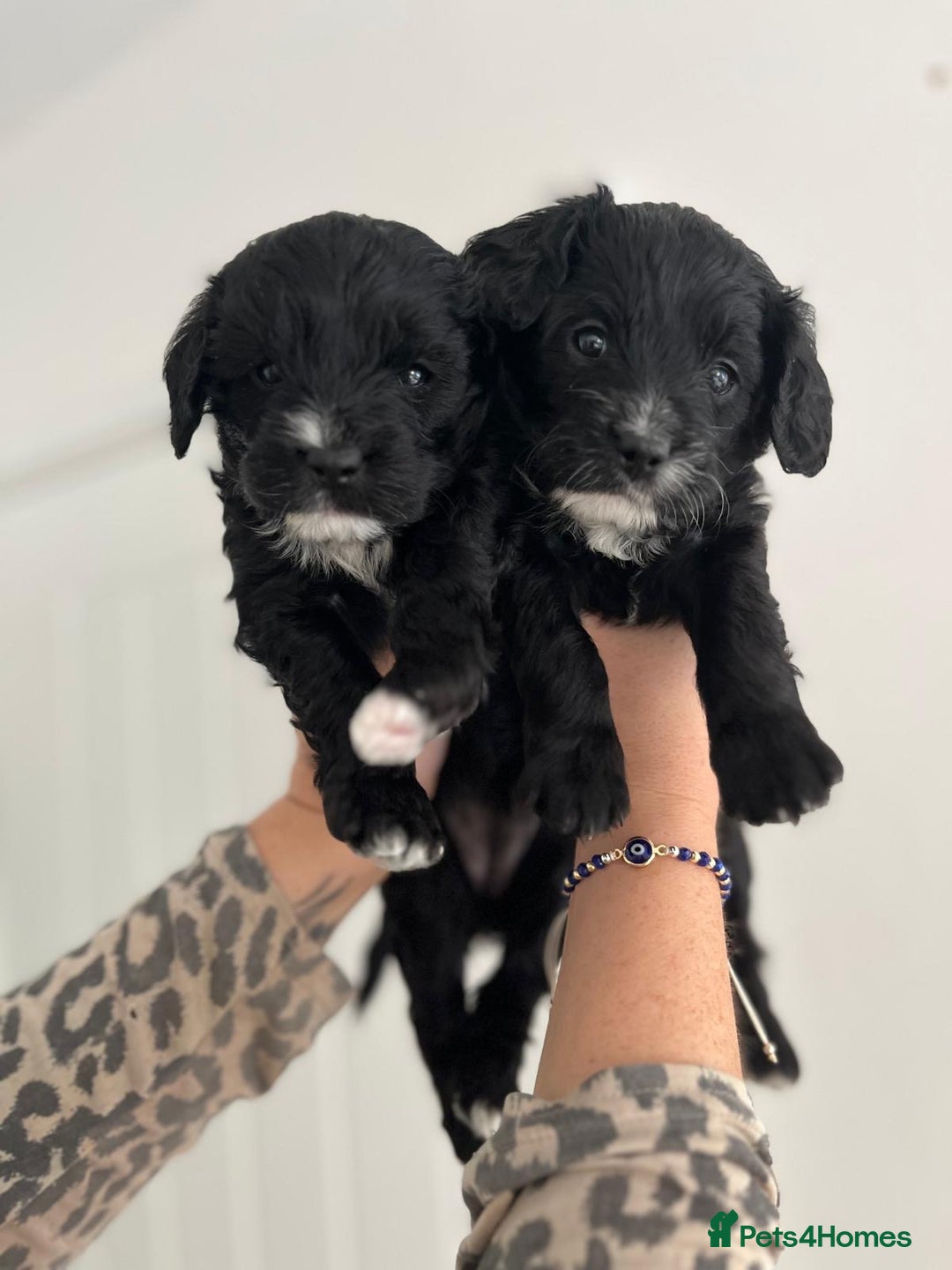 Cavapoo dogs for sale: BEAUTIFUL Toy Cavapoos! - Image 4
