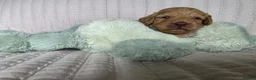Cockapoo dogs for sale: Golden Cockapoo Puppies - Advert 6