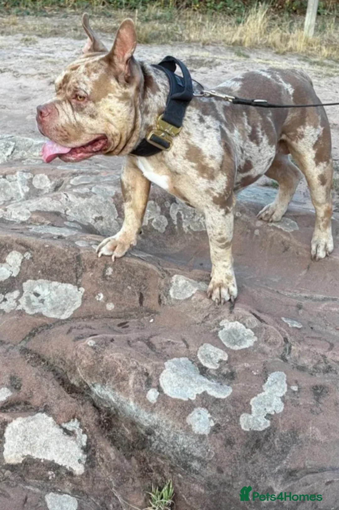 American Bully dogs for stud: AbkcAmericanChocolateTriMerleBULLY🇺🇸🍫🦍🧬🤩 - Advert 3