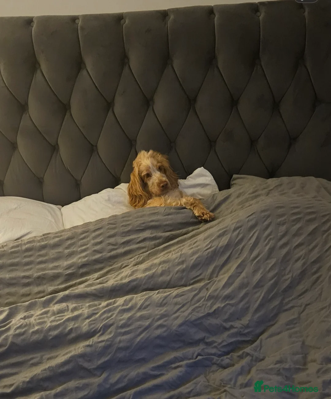 Cocker Spaniel dogs for sale: 🤎 beautiful chocolate 7 show-type cocker spaniel  - Advert 22