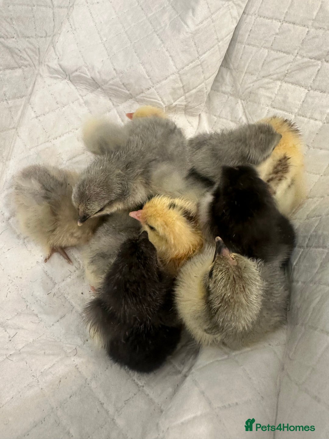 Chickens poultry for sale: Pekin bantam chicks chickens  - Image 3