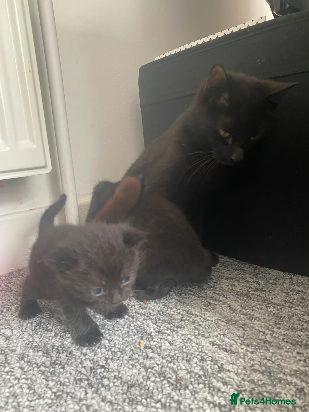 Mixed Breed cats for sale: Mum and 2 kittens  - Advert 9