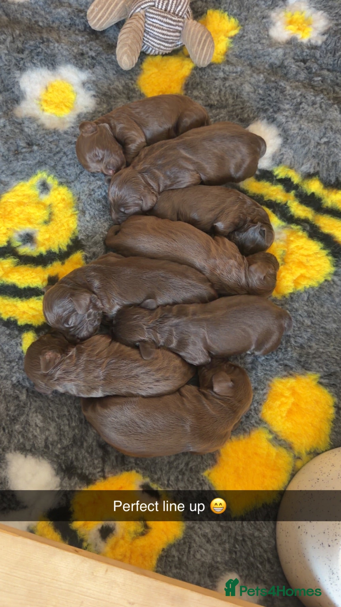 Cocker Spaniel dogs Working cocker spaniel puppies - Advert 10