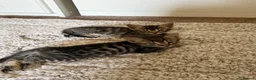 Mixed Breed cats for sale: Mixed Bengal/savanna  in Bradford - Advert 11
