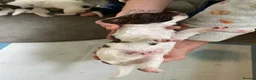 English Springer Spaniel dogs for sale: Gorgeous springer spaniel pups in Darlington - Advert 11