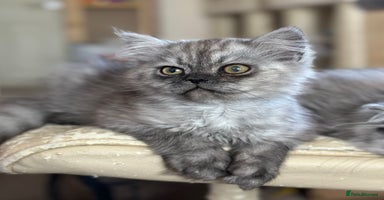 Persian cats - Advert 2