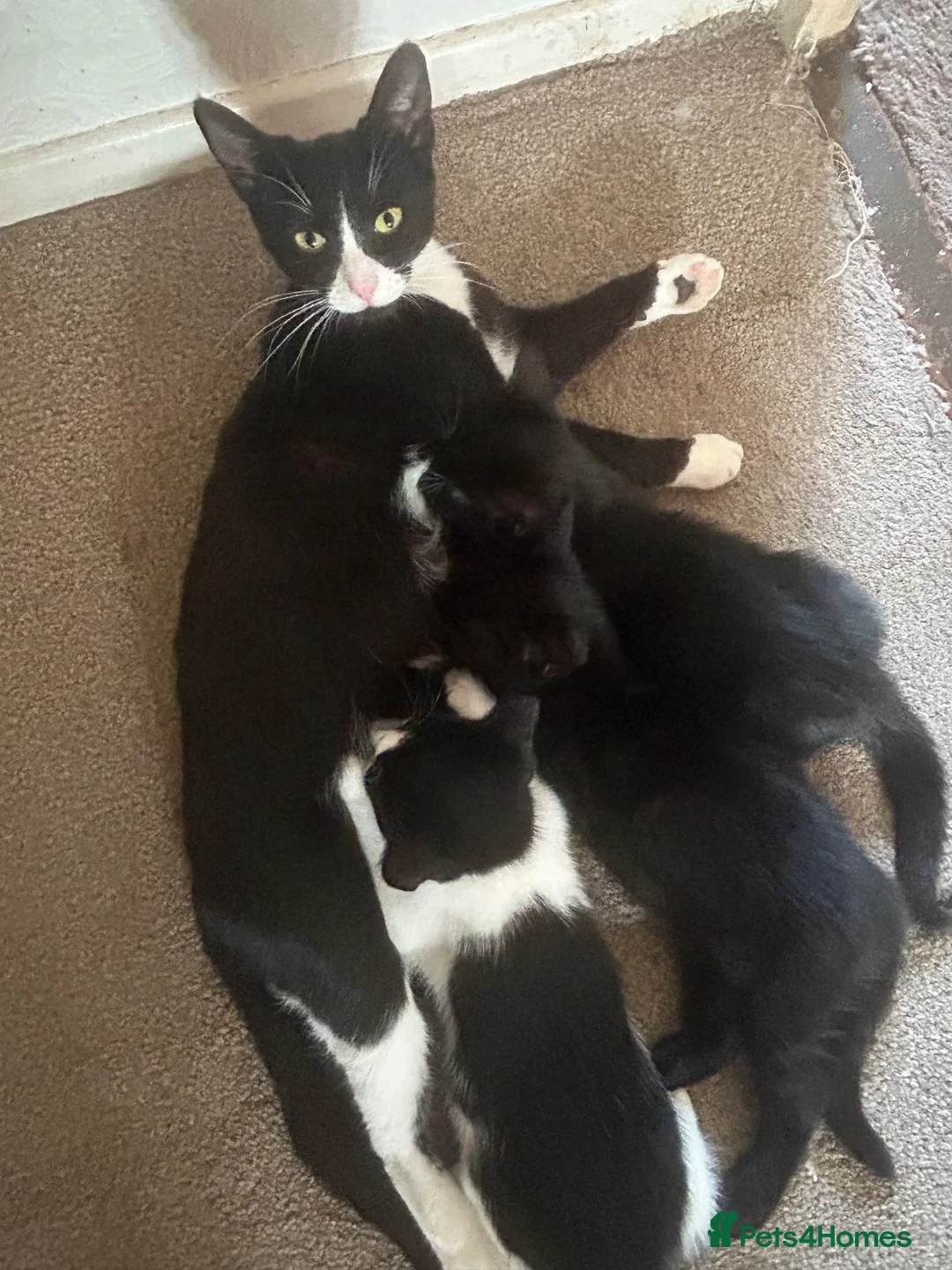 Mixed Breed cats for sale: 3 back and white kittens  - Advert 1