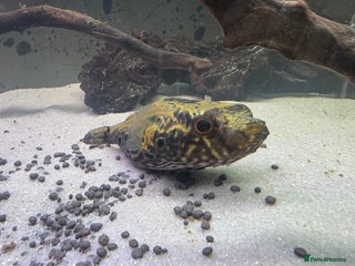 Pufferfish fish Dragon puffer fish - Advert 2