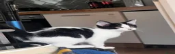British Shorthair cats for sale: Kitten  - Advert 1