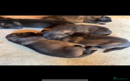 German Shepherd dogs for sale: KC Registered German Shepards Puppies  - Image 1