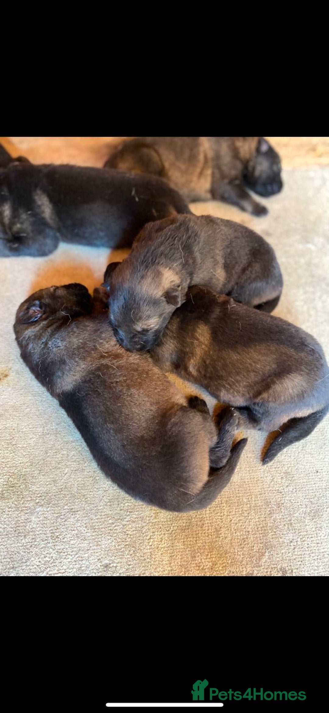 German Shepherd dogs for sale: KC Registered German Shepards Puppies  - Image 1