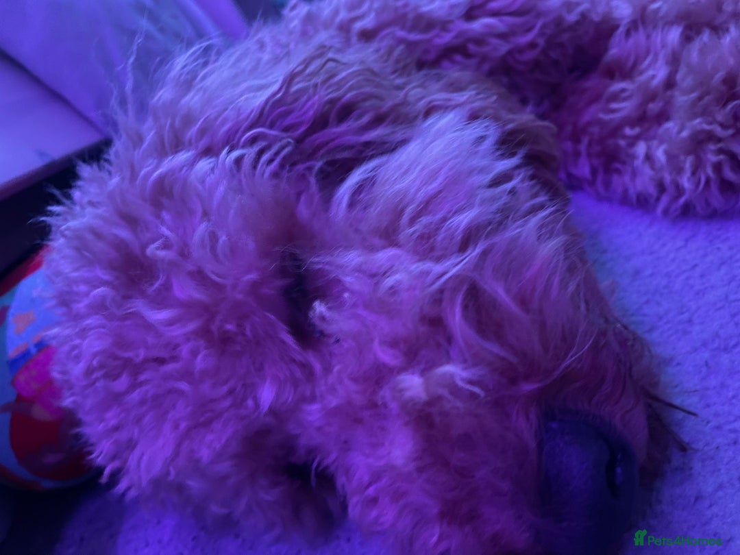 Cavapoo dogs for sale: Male Cavapoo - Advert 4