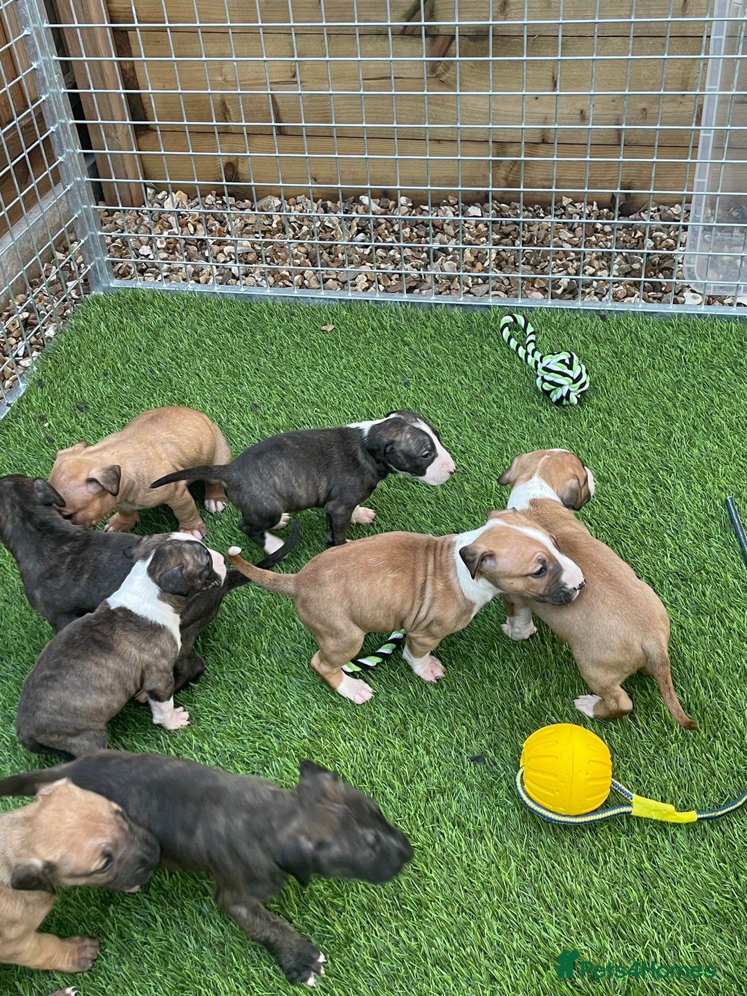 English Bull Terrier dogs for sale: English bull terrier pups - Advert 4