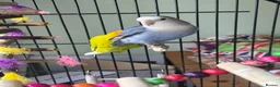 Lovebirds birds for sale: Blue lovebird  in Colwyn Bay - Advert 1